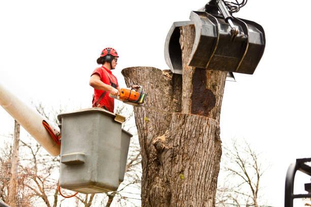 Best Root Management and Removal  in Center Line, MI